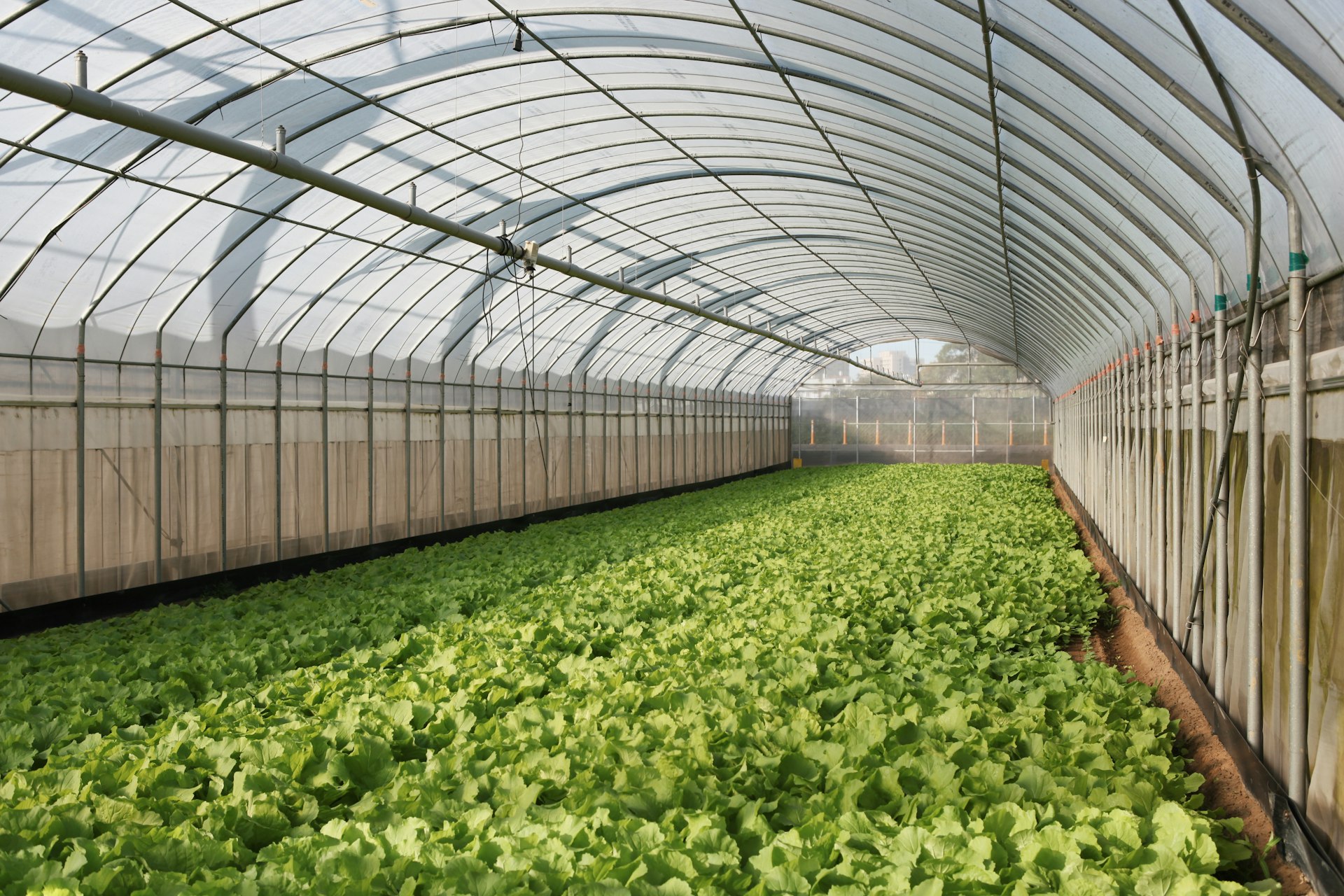 Polycarbonate Sheeting